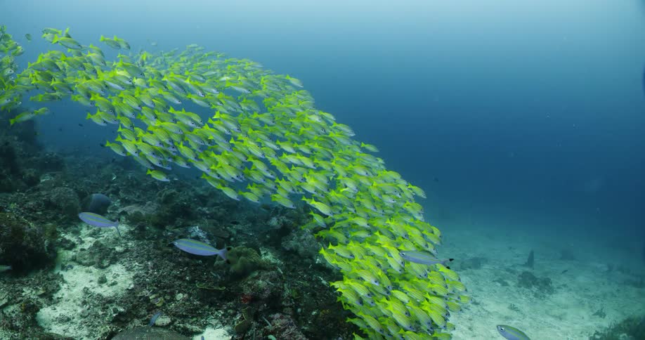 A school of brightly colored fish swimming near the sea floor