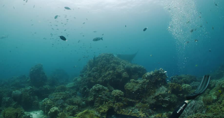 Fish and a scuba diver swim near a coral formation on the sea floor during the day