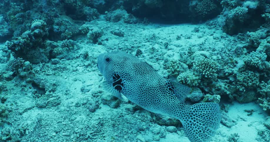 Starry puffer swims in ocean water