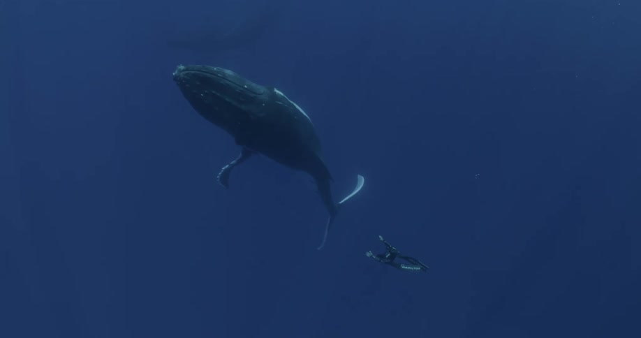 Humpback whale and diver swim in blue ocean water