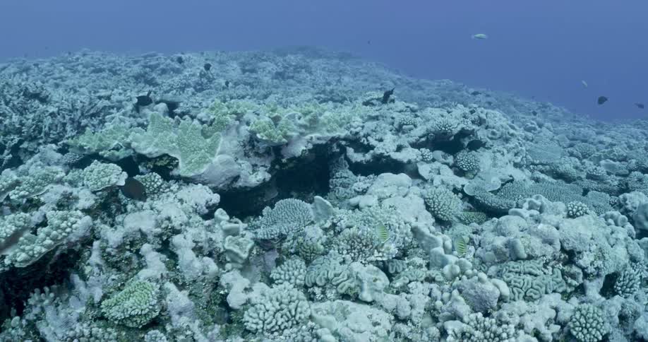 Fish are swimming on the bottom of the ocean