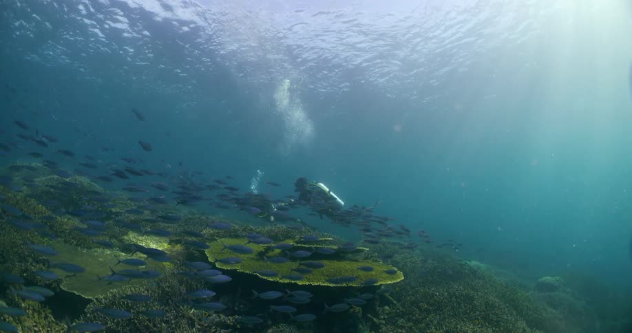 A pair of divers swim near a coral reef on the sea floor during the day