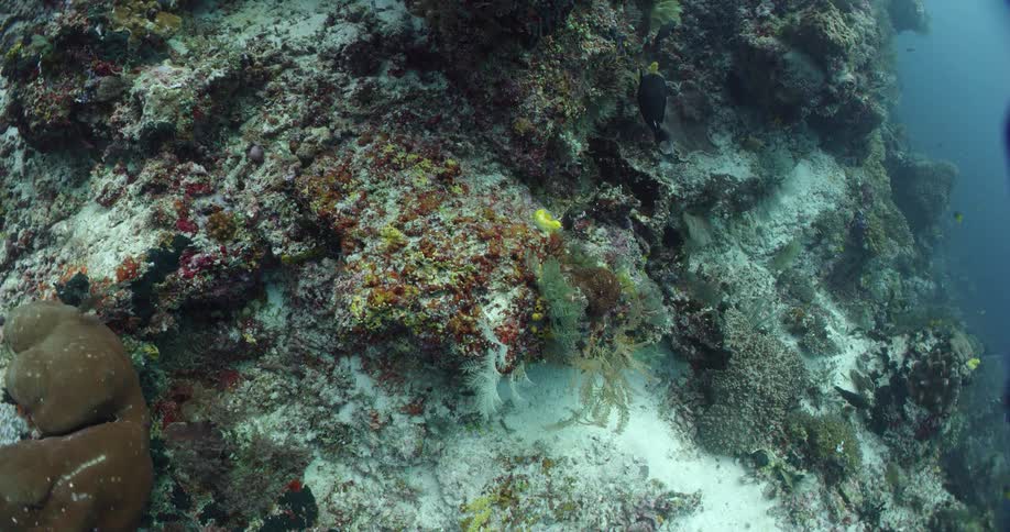 Fish swim near reef in murky water