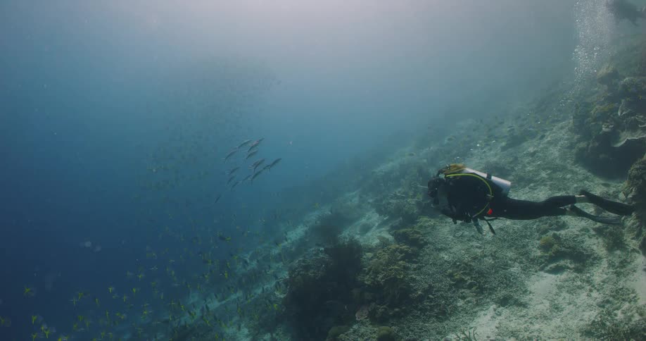 Scuba diver swims near drop off near shore as fish swim by in the background