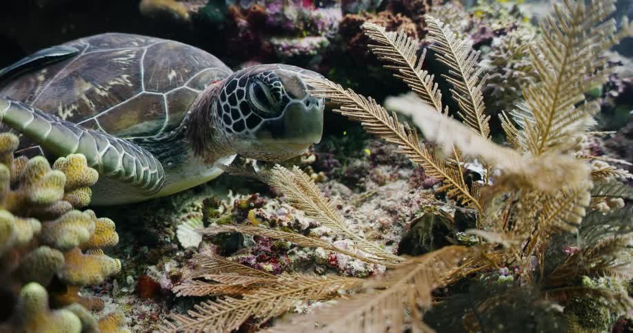 Turtle sits on reef as fish swim past