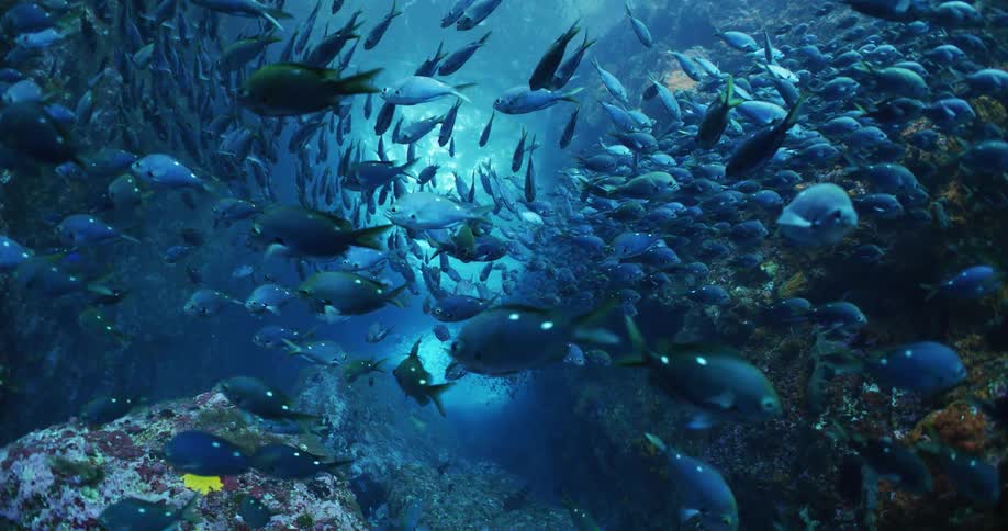 Underwater footage of a crowded fish shoal swimming on the deep blue ocean waters
