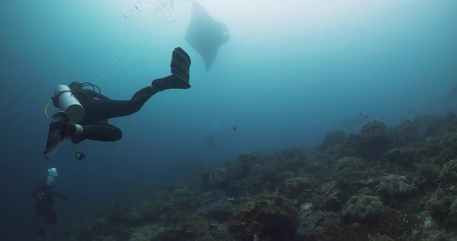 Two divers swimming in the ocean with fish