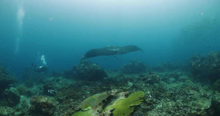 A diver swims toward and records a stingray in the ocean