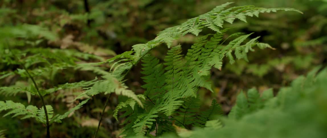 The forest is green and full of life