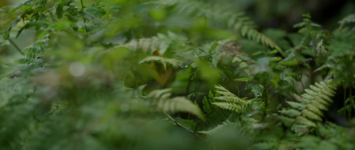 Tropical plants grow close together in the jungle