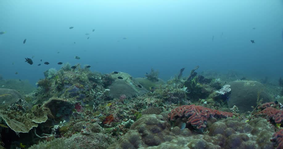 Fish swimming under water in the ocean