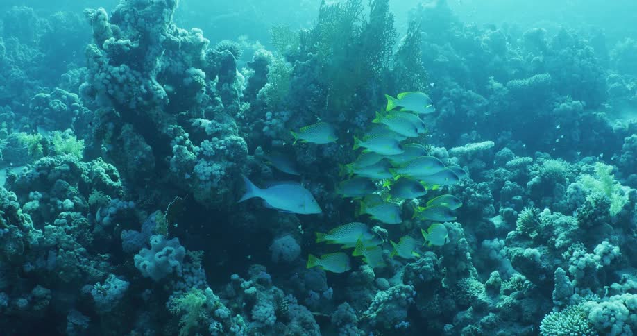 School of fish cluster together near corral reef in murky water