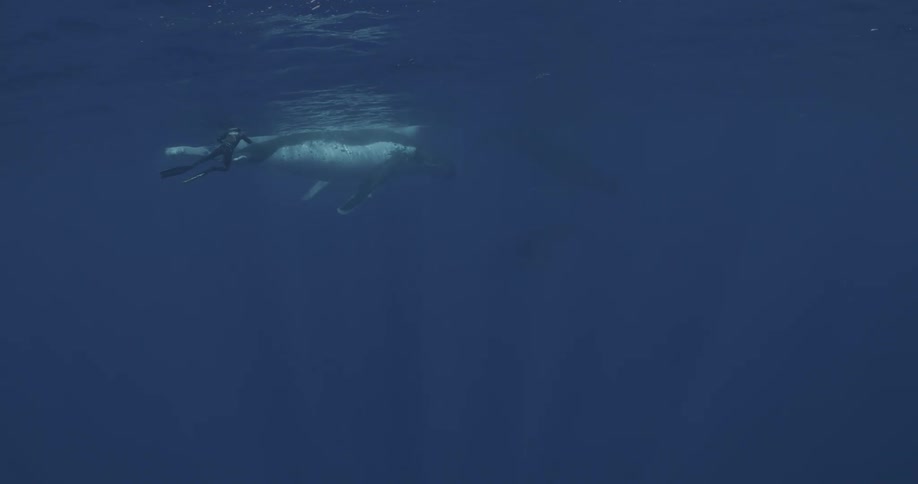 A diver swims underwater next to a whale