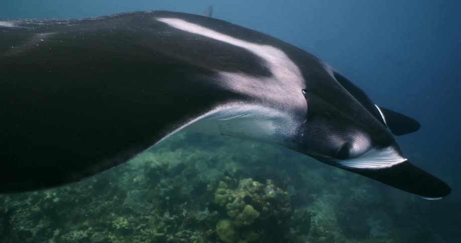 A devil ray swims near the sea floor during the day