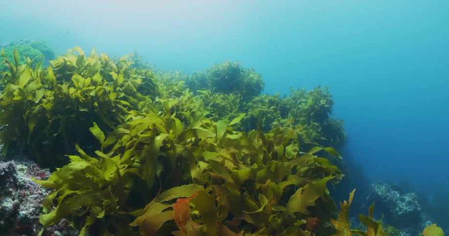 Seaweed growing on the sea floor during the day