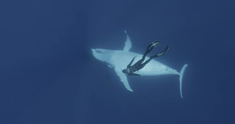 Diver swims down toward pale whale floating underwater