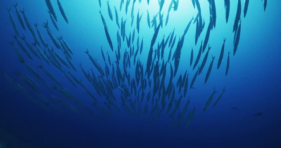 A group of fish swim below the surface of the ocean as sunlight shines down from above