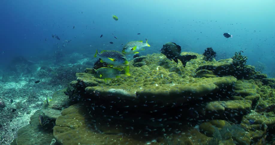 Fish swim near a coral formation on the sea floor during the day