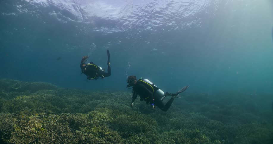 A pair of divers swim underwater near a coral reef during the day
