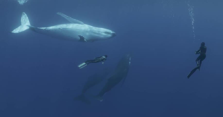 A diver with an underwater camera films other diver swimming with a pair of whales