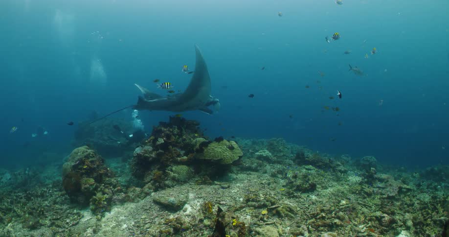 Manta ray swimming over a coral reef in the blue ocean waters