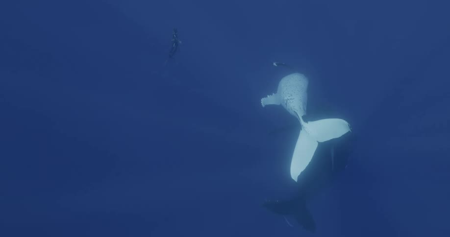 A shark is swimming in the ocean water