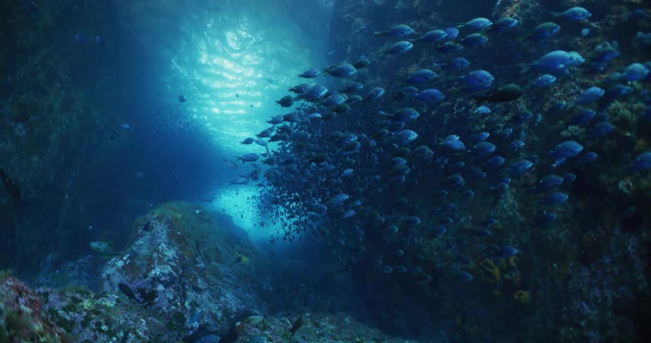A large school of fish swimming under water in the ocean