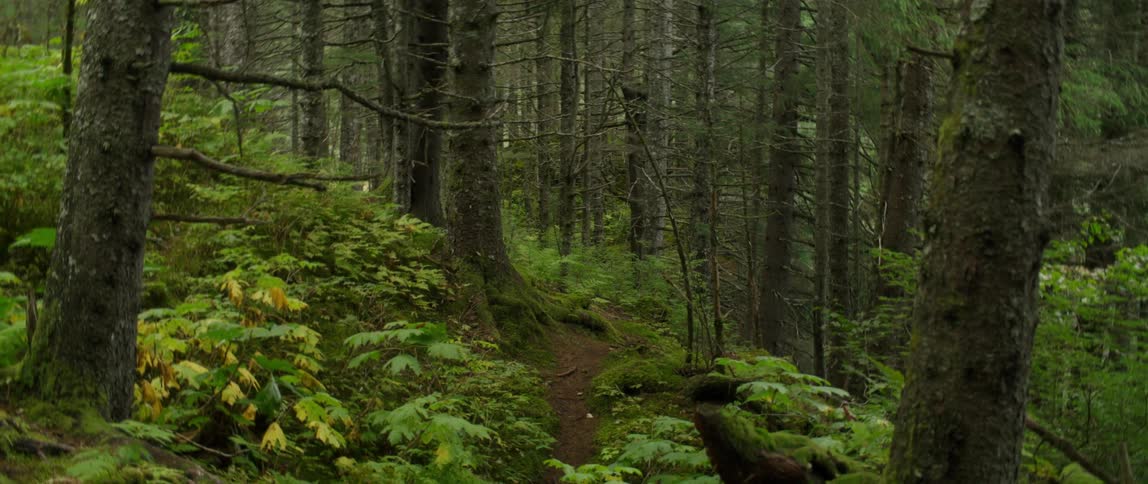Close up of trees in a forest