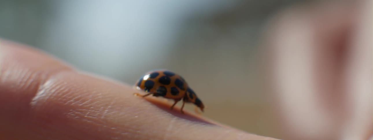 Someone is outside near a flower as a ladybug crawls on their finger