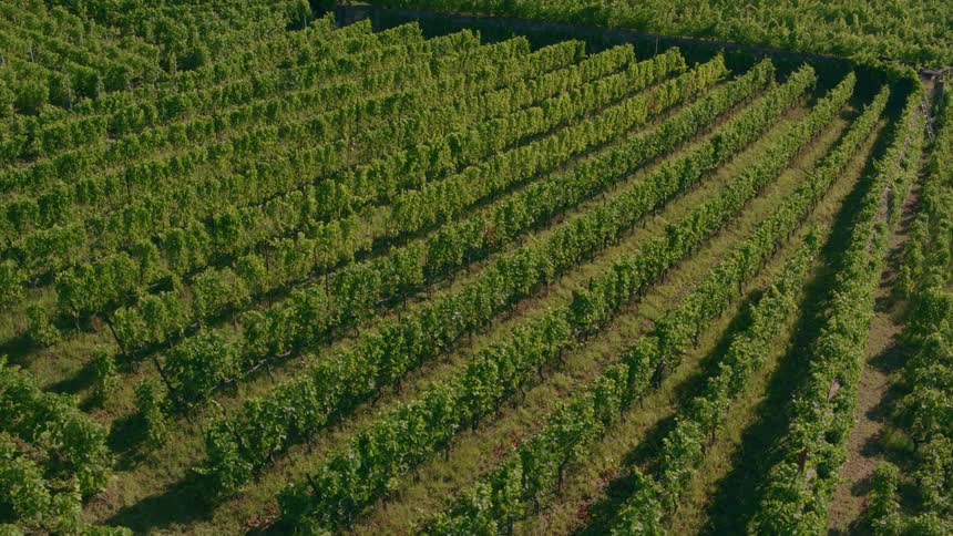 The sun shines brightly upon rows of vines in a vineyard