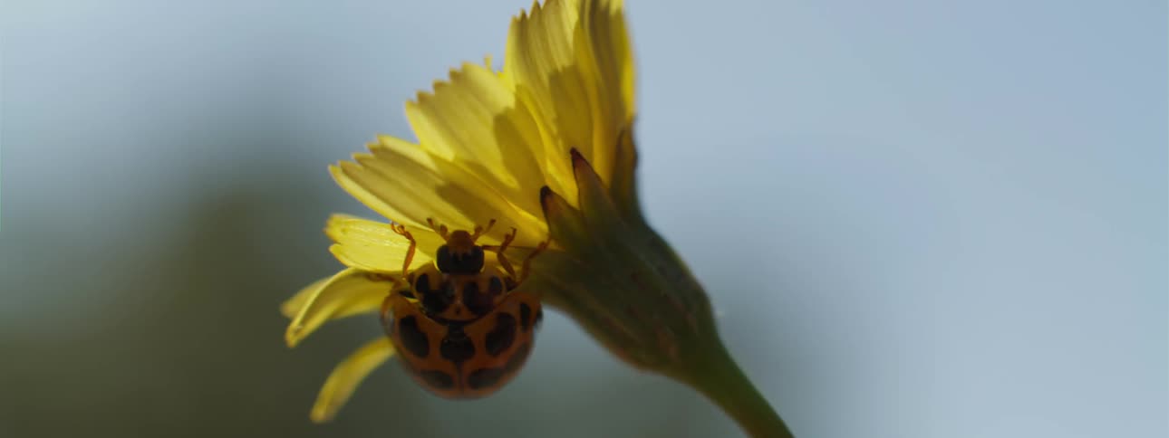 Close up of large spotted ladybird on yellow flower