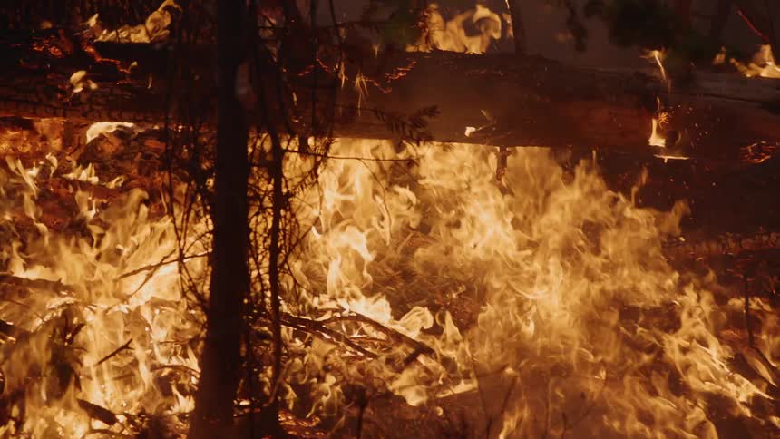 Flames are raging through the woods as trees burn and smoke fills the air as the forest fire burns