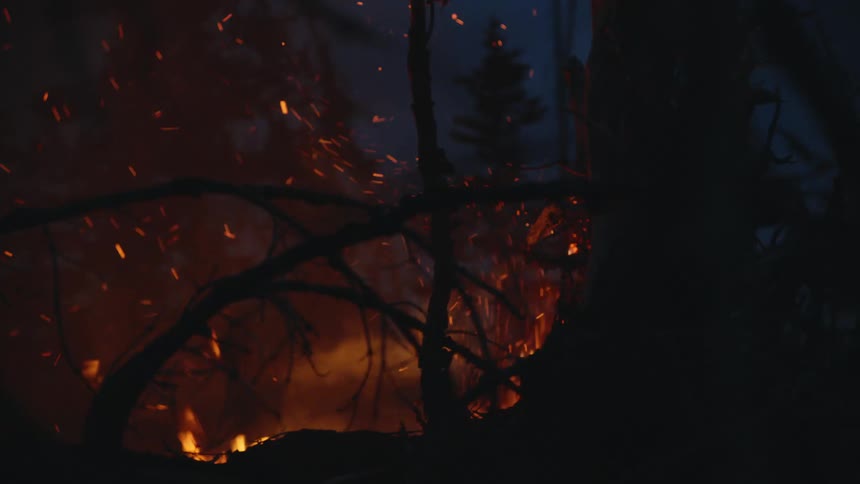 The forest is covered in flames