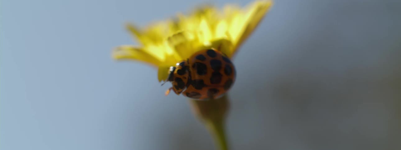 The ladybug crawls on the flower