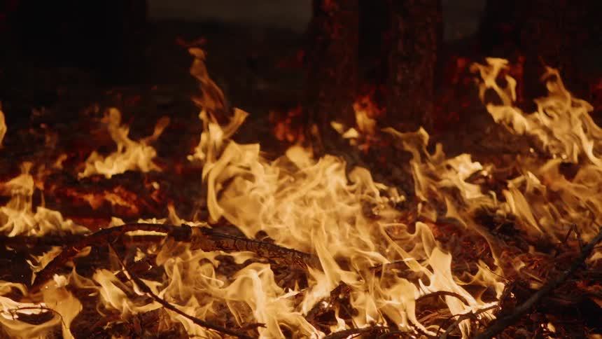 The forest is on fire at night