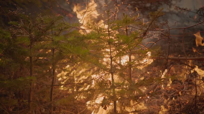 The forest is burning and smoking