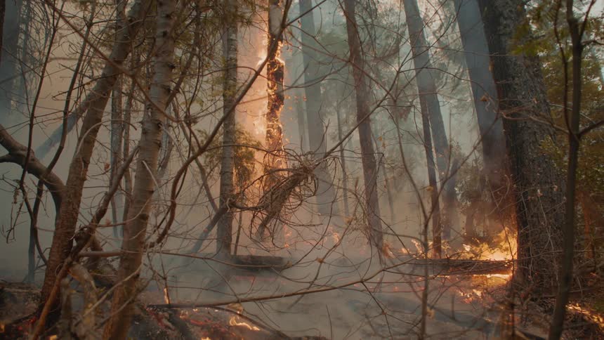 A piece of flying debris hits a burning tree as the forest fire spreads and smoke fills the air