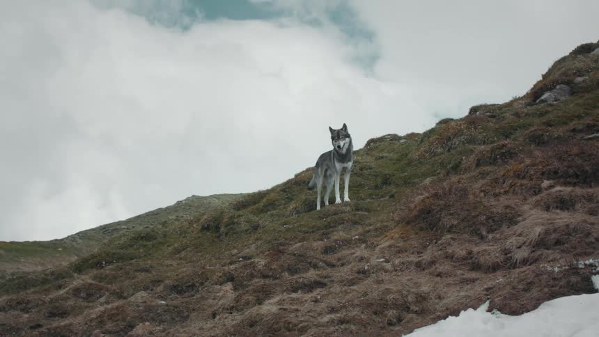 A wolf stands on the side of a mountain