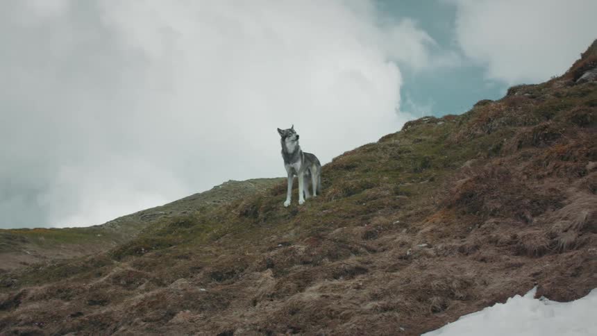 The wolf is standing on the mountain