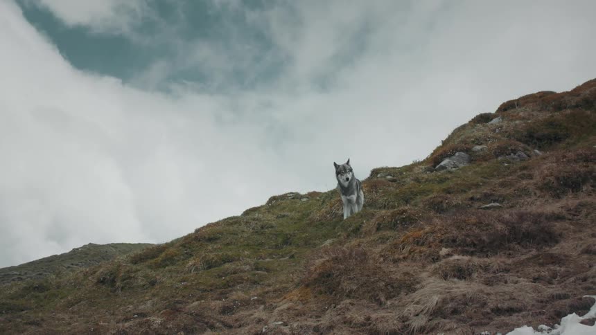 Wolf stands on slopewith patch of ice nearby before running away