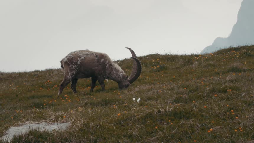 Alpine ibex grazes on grass on mountain slope