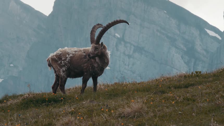 Wild goat with big horns stands on mountain slope