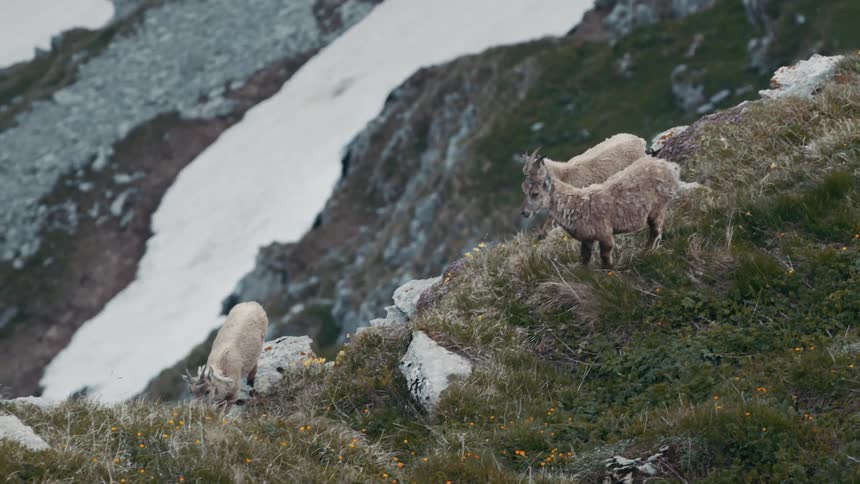 Goats move around on the mountain