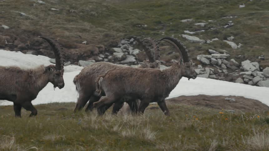 A group of rams walking near snowy hills