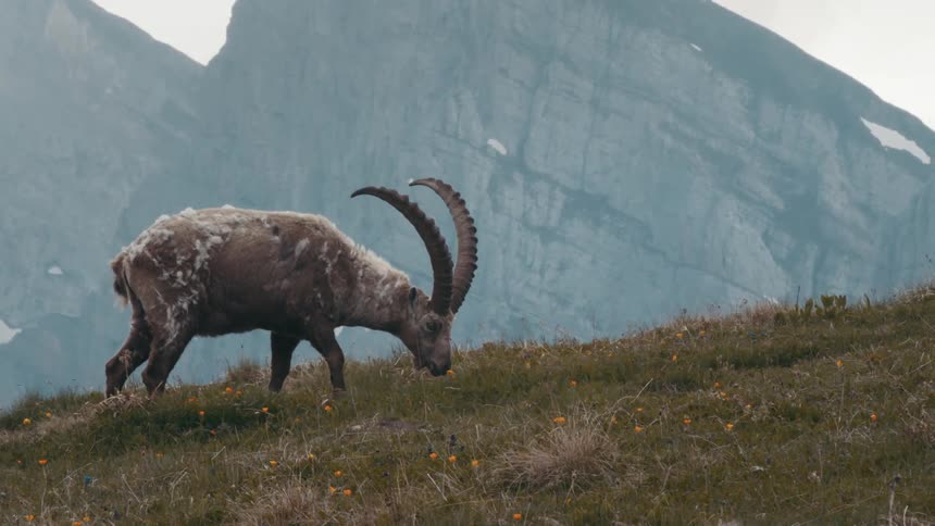 Wild goat with big horns grazes on mountain slope