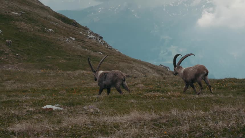 Alpine ibexes walk in the green mountain