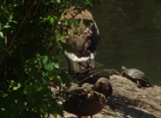 Birds are standing along the coast as a turtle walks near the water