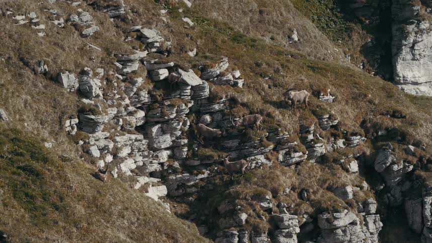 Goats jump down rocks on the side of a hill