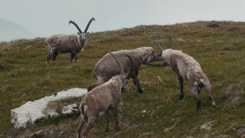 Wild goats with big horns fight with each other on mountain slope