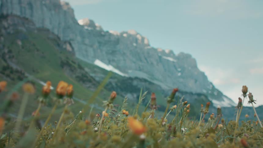 A mountain range in the distance with flowers and grass in the forefront